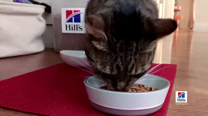 Hill’s Pet Nutrition: Science Did That