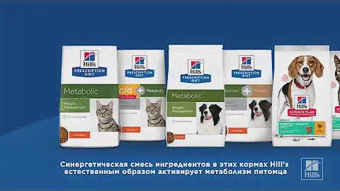 Как помочь питомцу похудеть вместе с Hill's